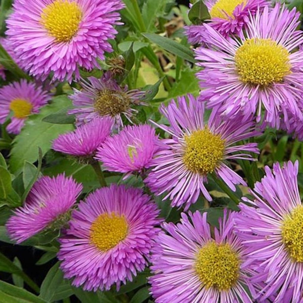 Erigeron Foersters Liebling - Vergerette Foersters Liebling