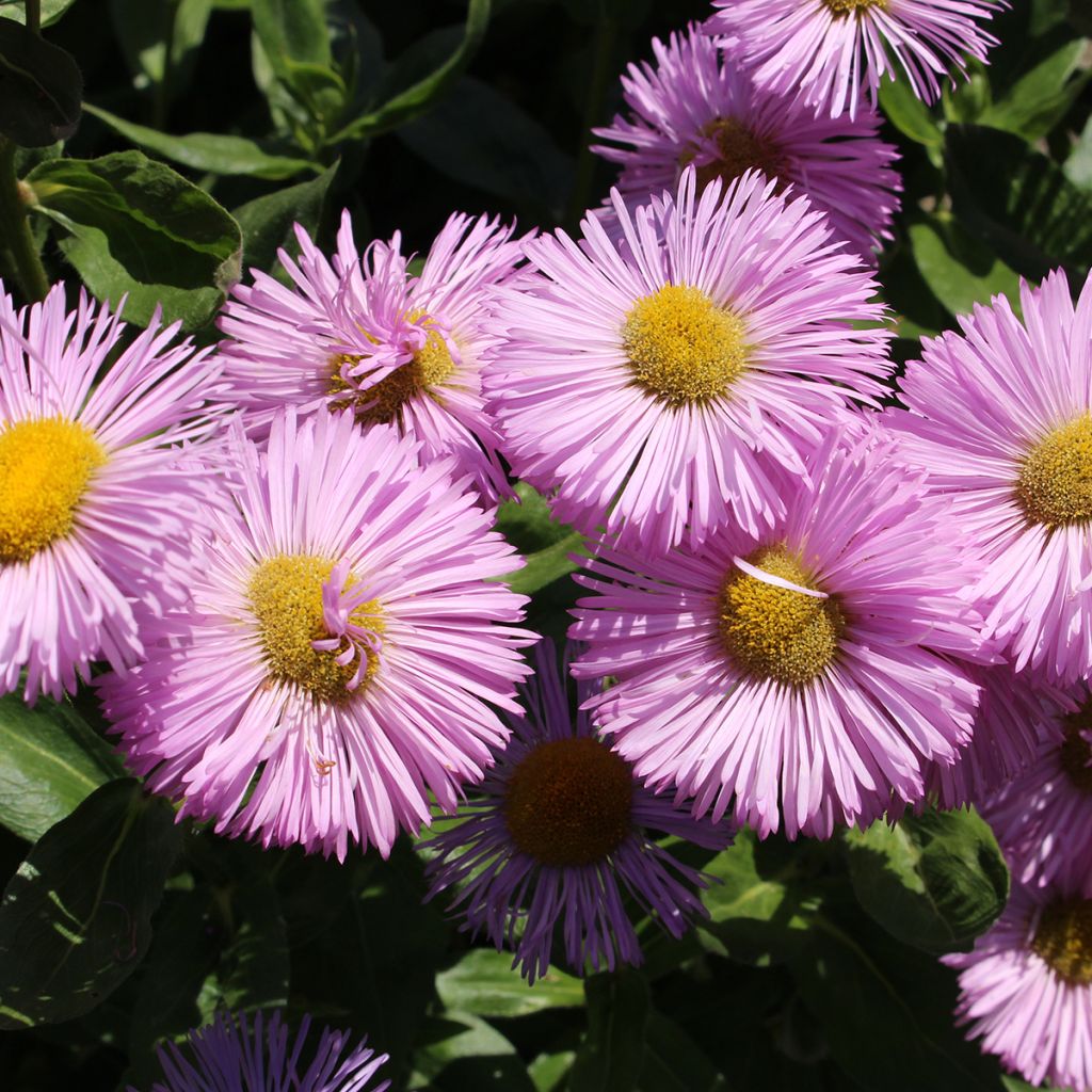 Erigeron speciosus Rosa Jewel