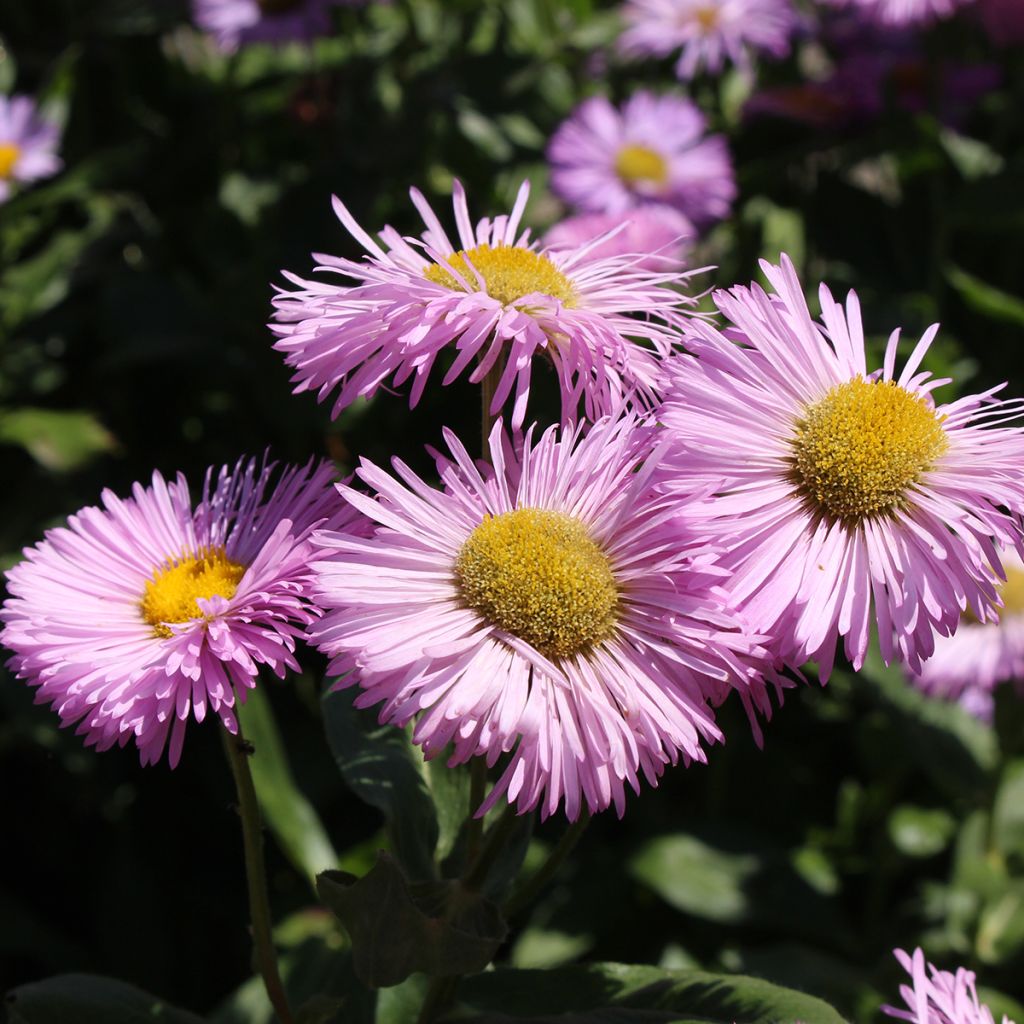 Erigeron speciosus Rosa Jewel