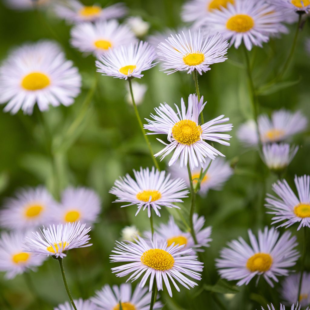 Erigeron speciosus Sommerneuschnee