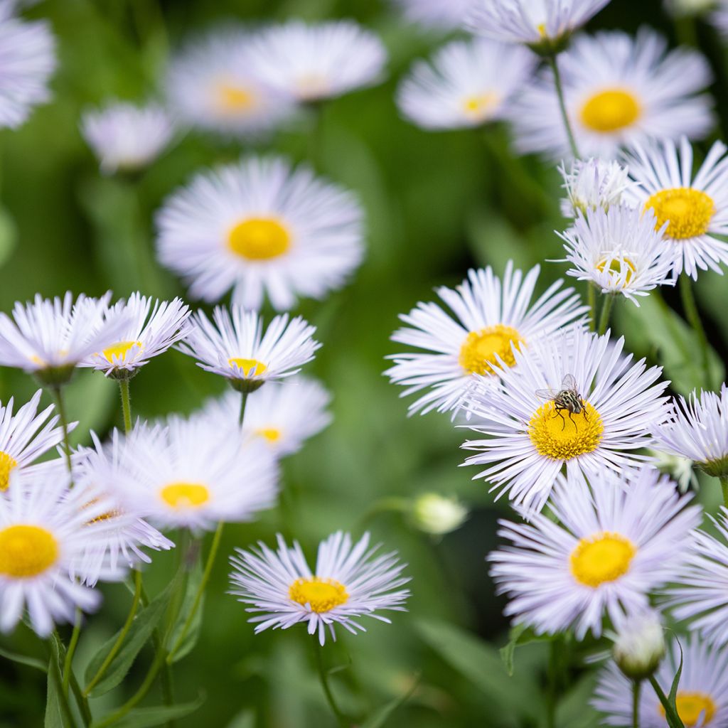 Erigeron speciosus Sommerneuschnee