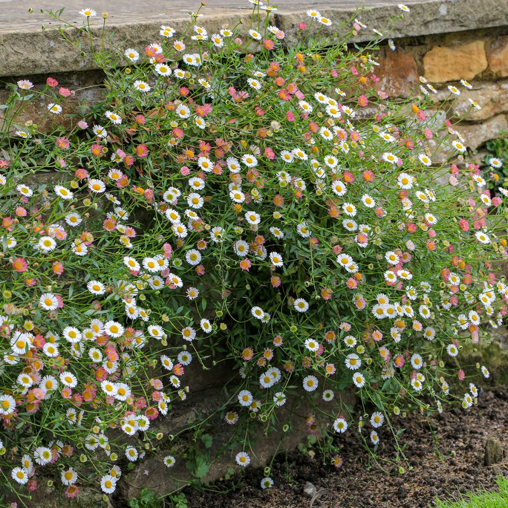 Erigeron karvinskianus