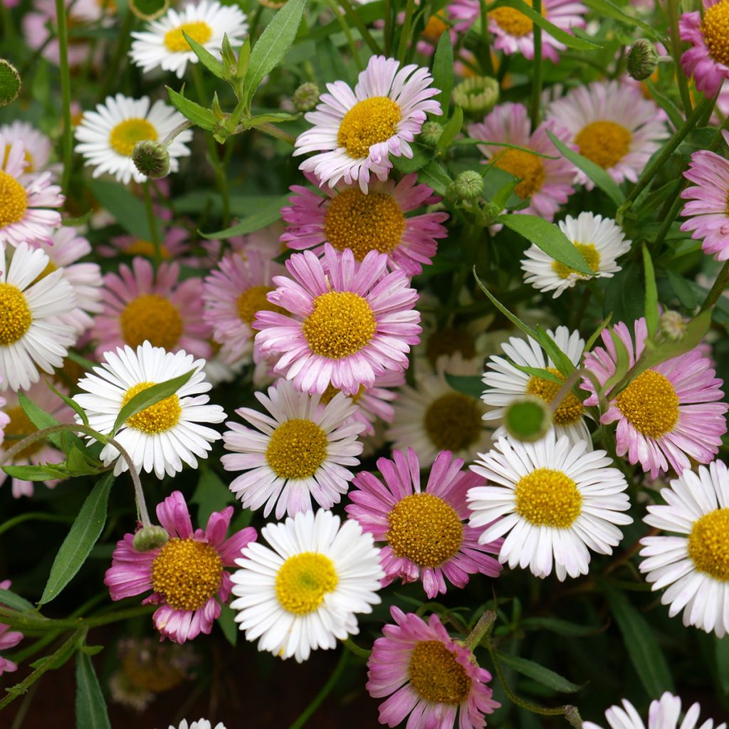 Erigeron karvinskianus