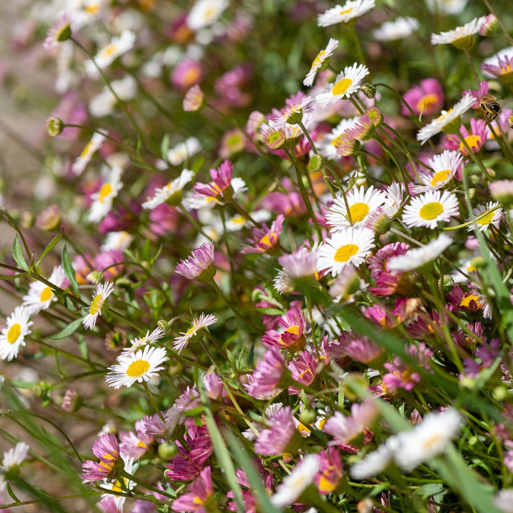 Erigeron karvinskianus