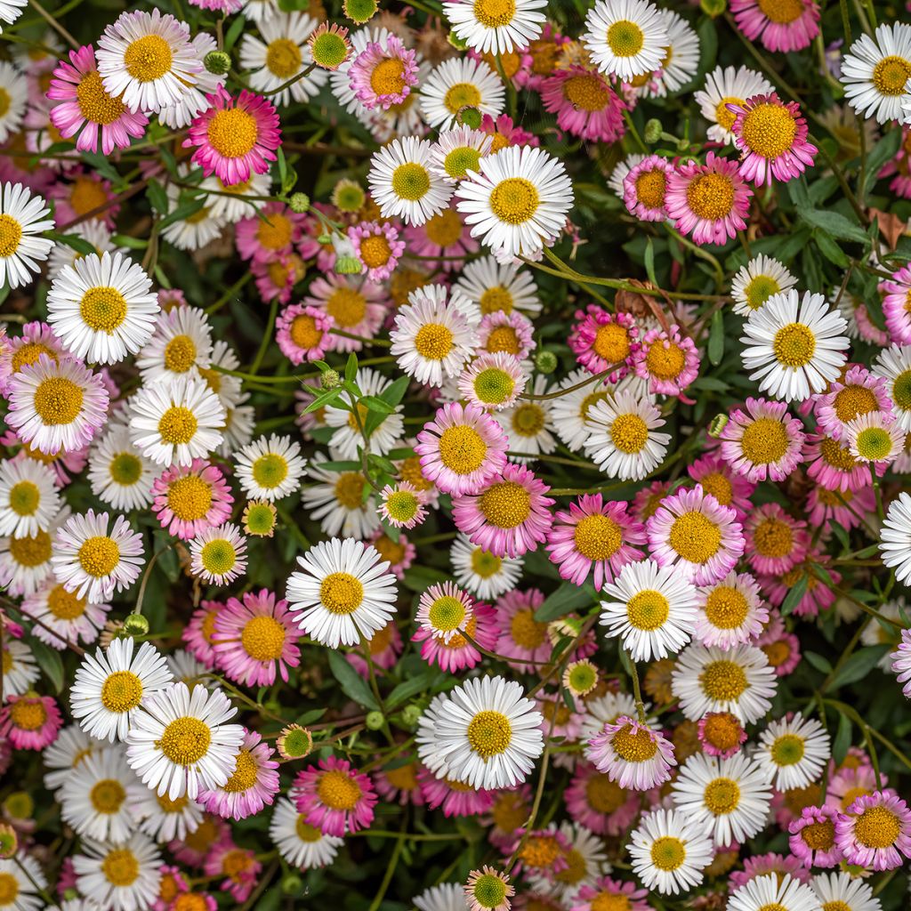 Erigeron karvinskianus