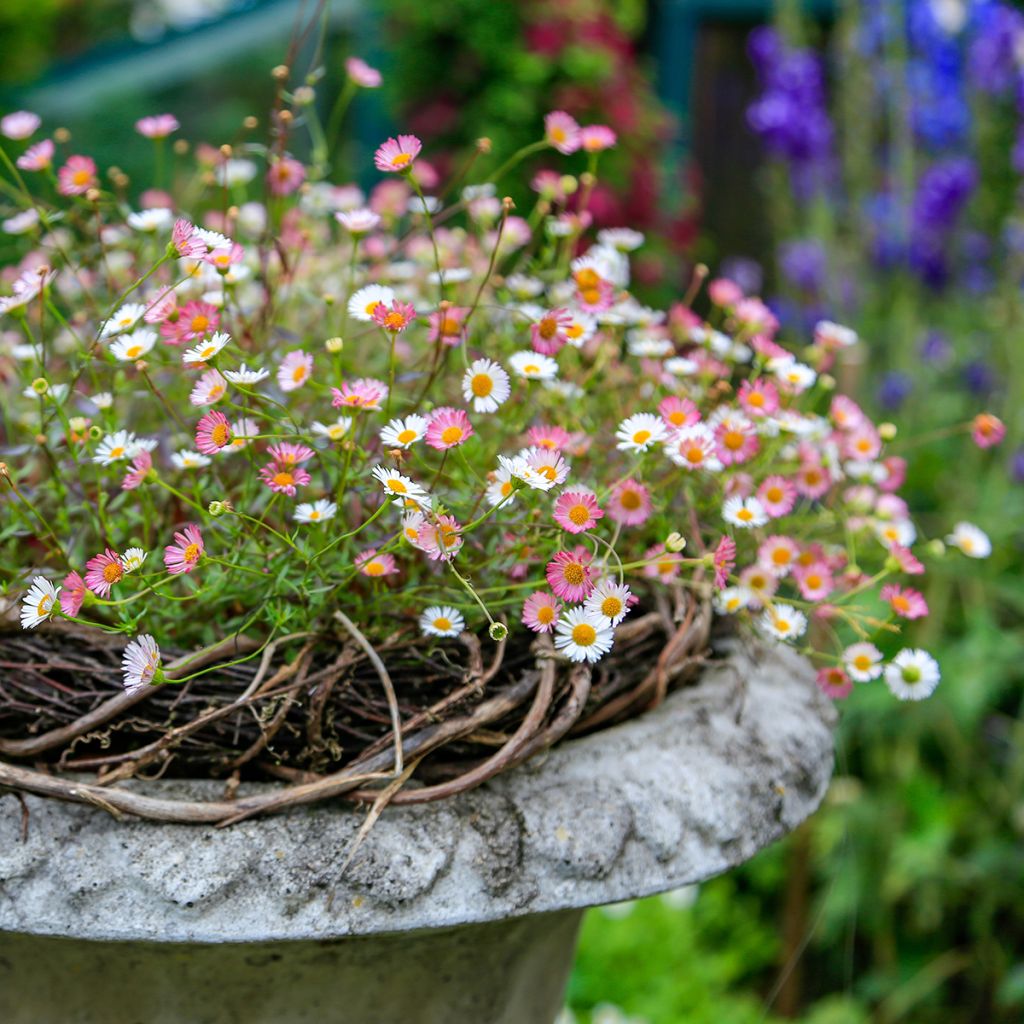 Erigeron karvinskianus