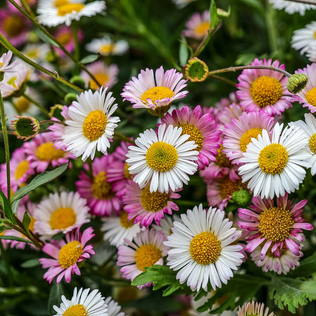 Erigeron karvinskianus