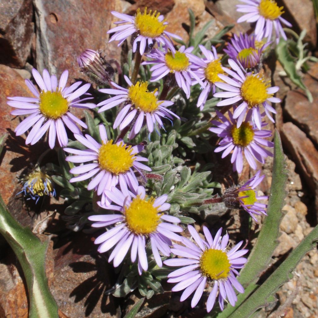 Erigeron leiomerus, Vergerette