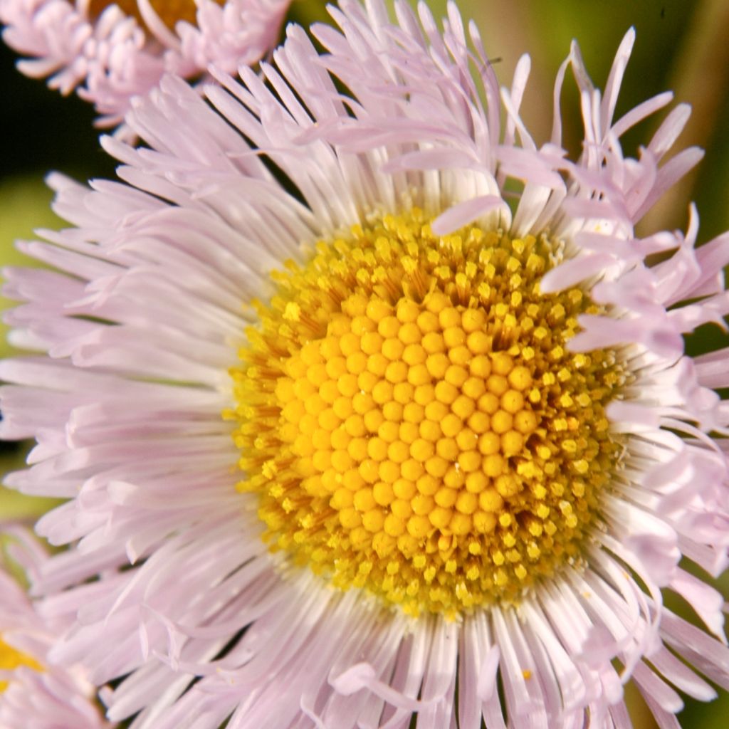 Erigeron philadelphicus, Vergerette