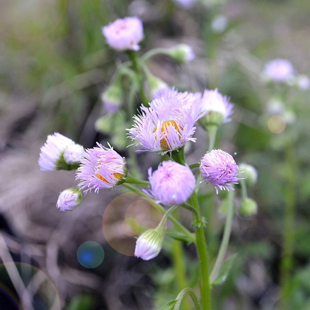 Erigeron philadelphicus