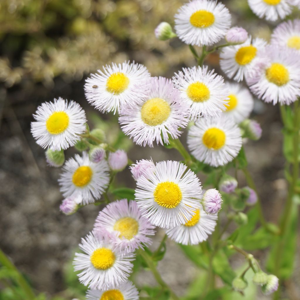 Erigeron philadelphicus