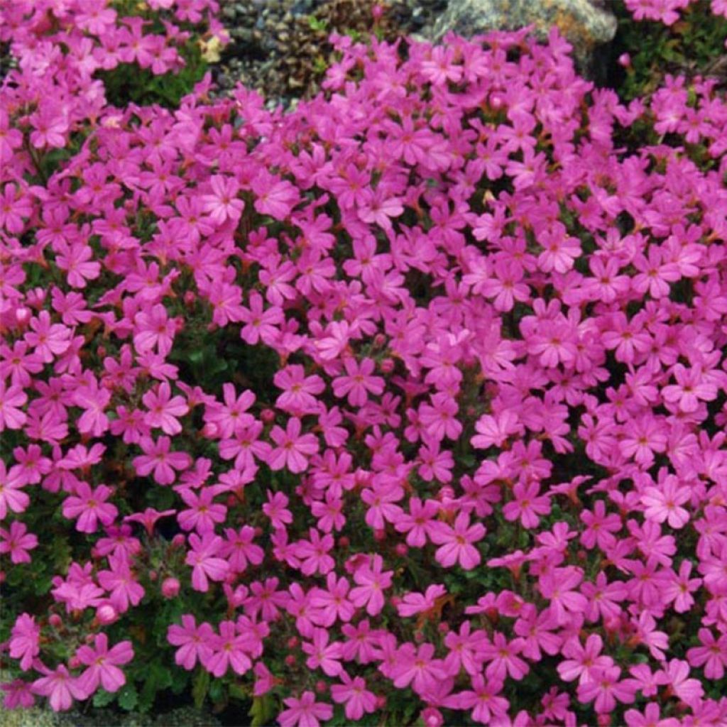 Erinus alpinus Dr Hälne - Erine des Alpes