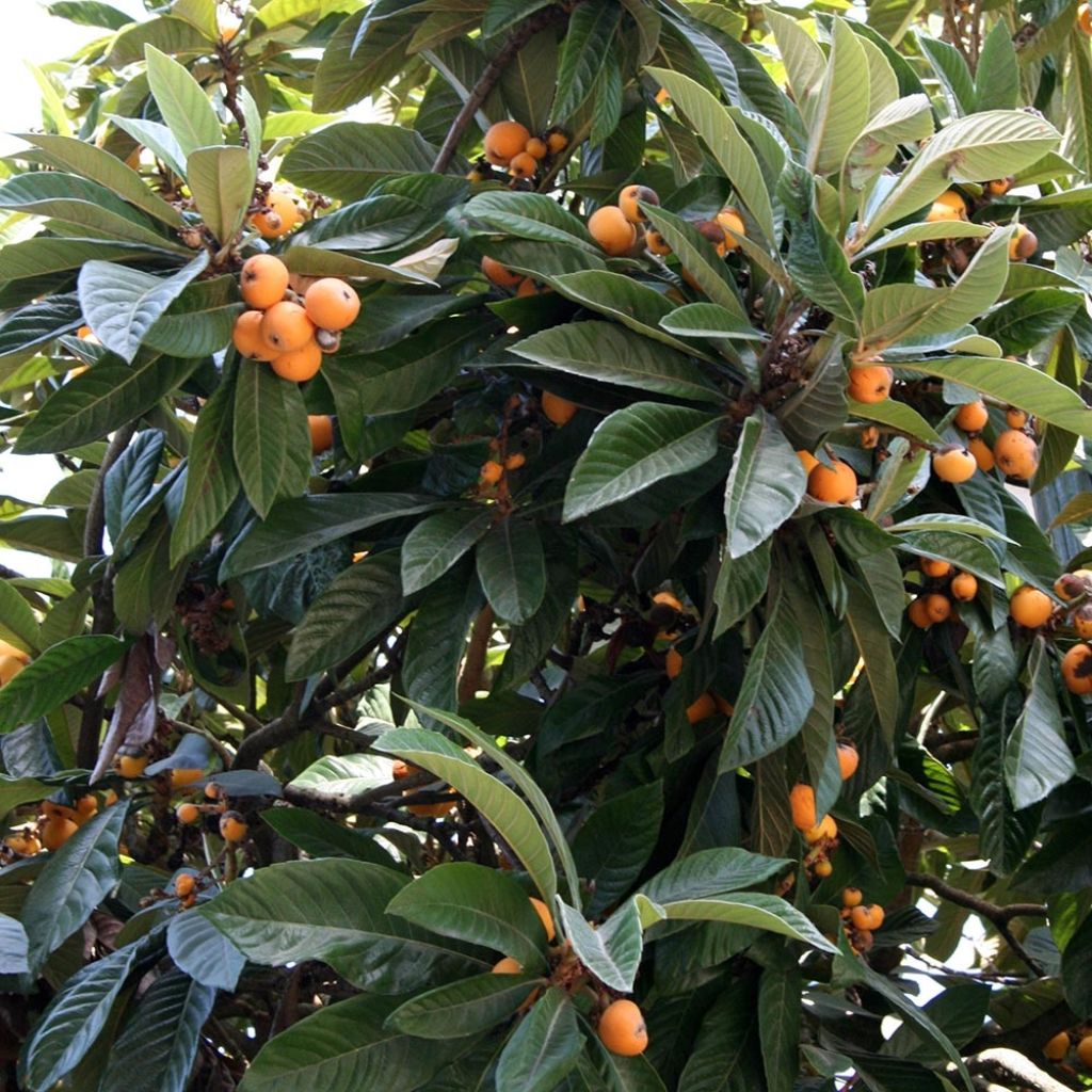 Néflier du Japon - Eriobotrya japonica