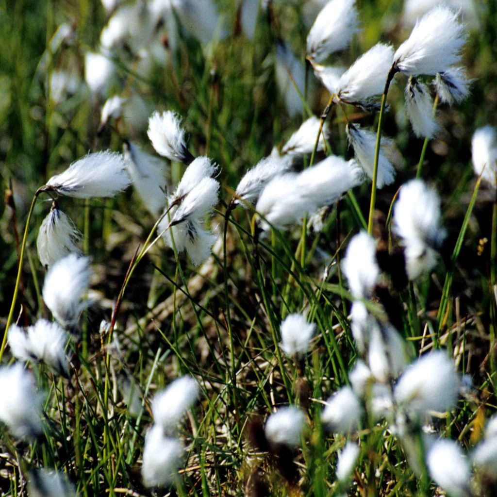 Eriophorum angustifolium - Linaigrette à feuilles étroites