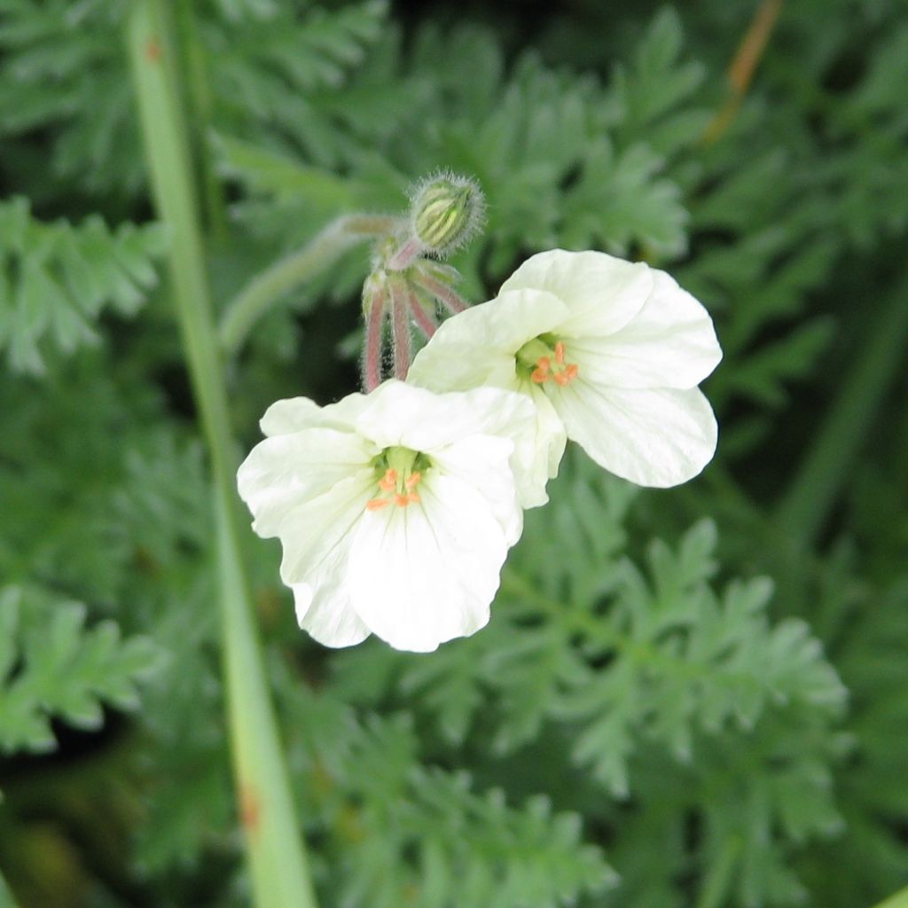 Erodium chrysanthum