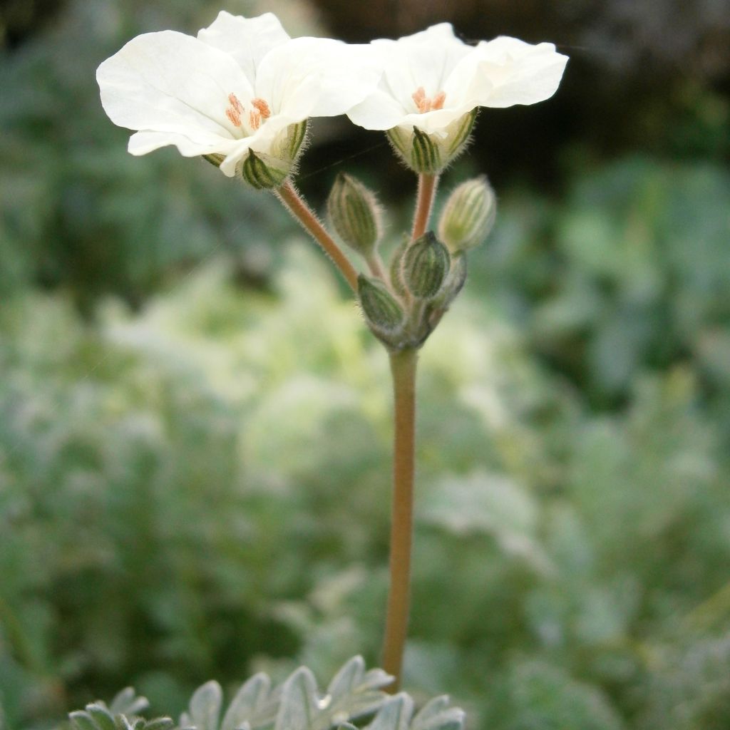 Erodium chrysanthum