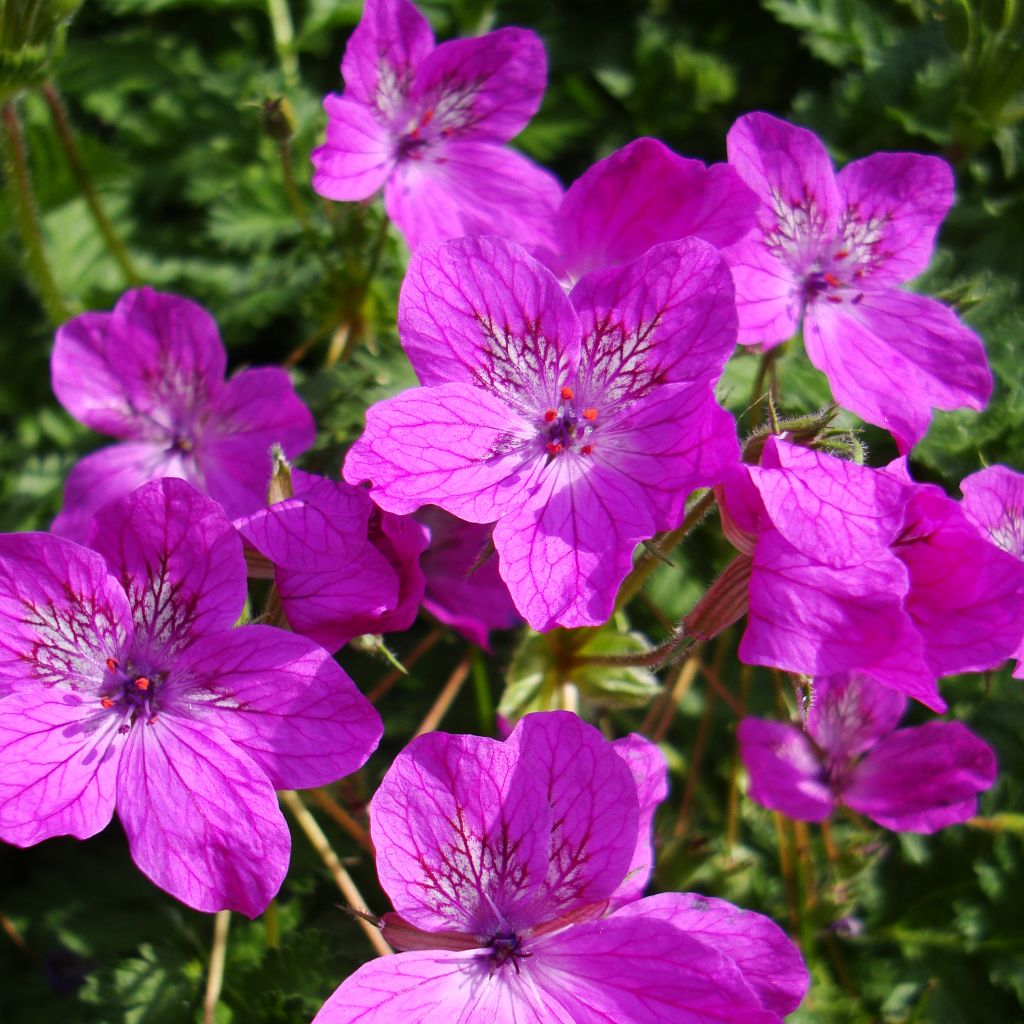 Erodium manescavii - Bec de Grue de Manescaut