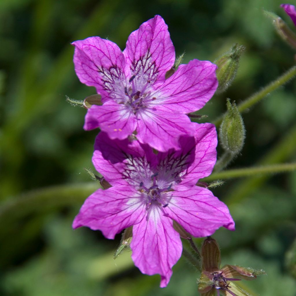 Erodium manescavii - Storksbill