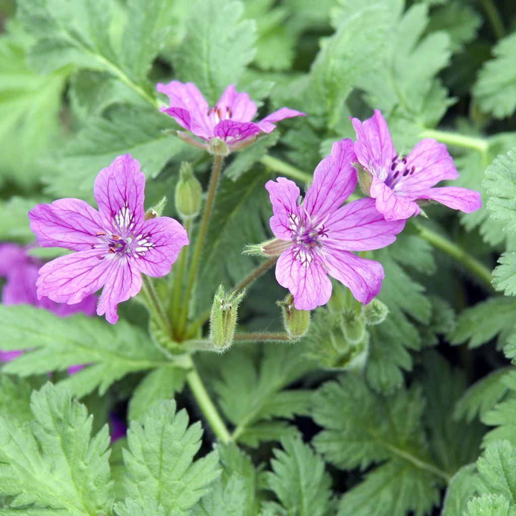 Erodium manescavii - Storksbill