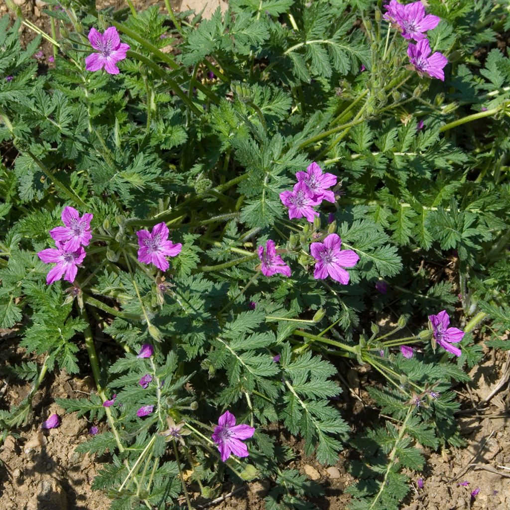 Erodium manescavii - Storksbill