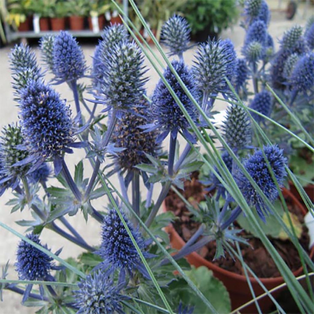 Eryngium Tiny Jackpot - Panicaut - Chardon d'ornement