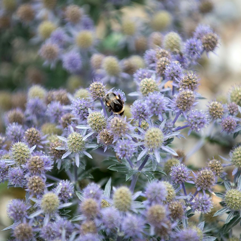 Eryngium Tiny Jackpot