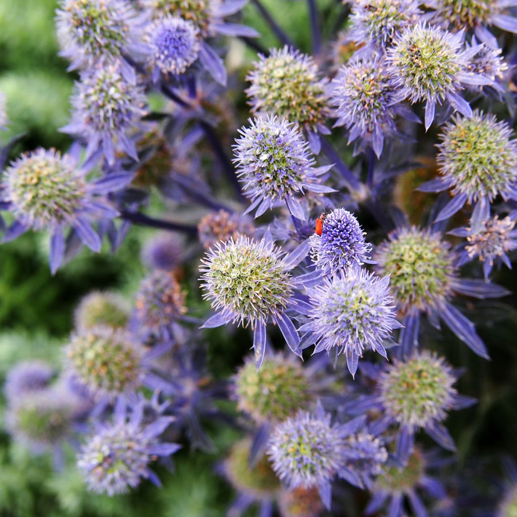 Eryngium Tiny Jackpot