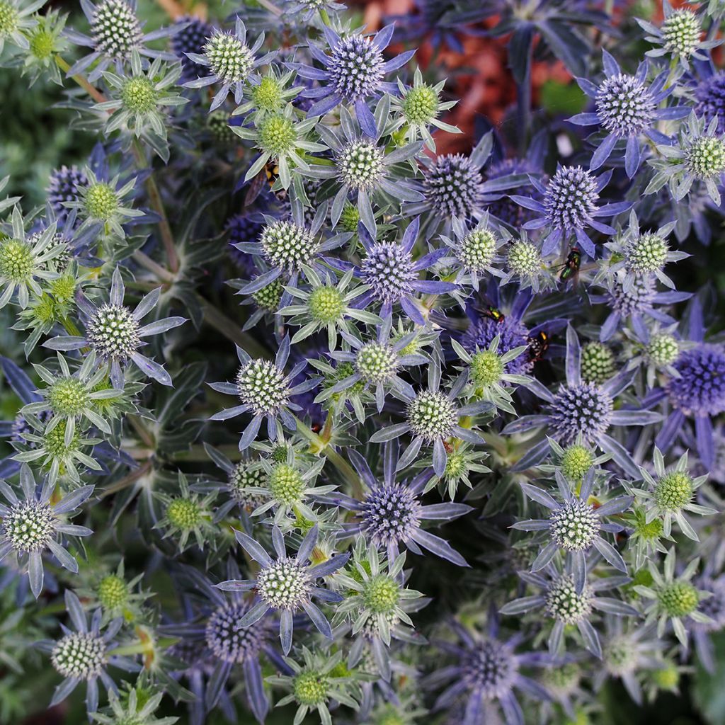 Eryngium Tiny Jackpot