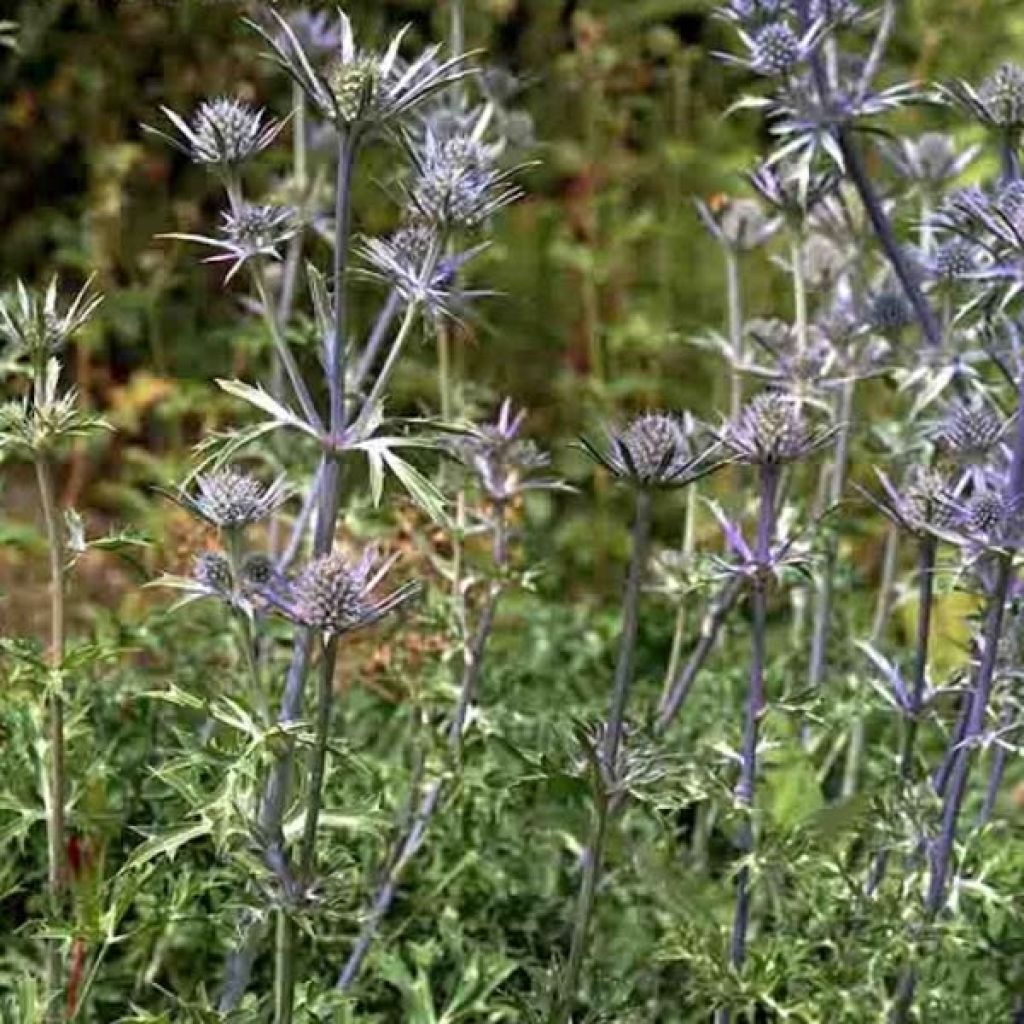 Eryngium bourgatii - Panicaut