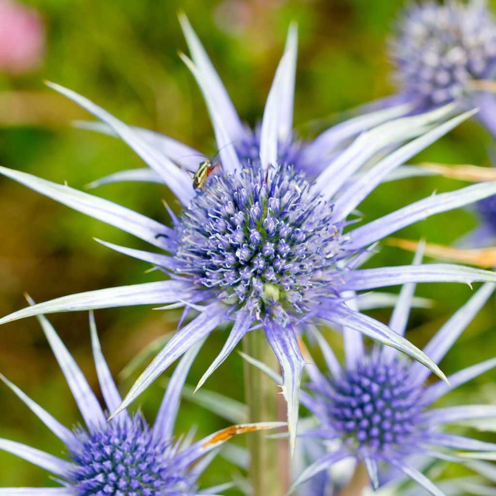 Eryngium bourgatii