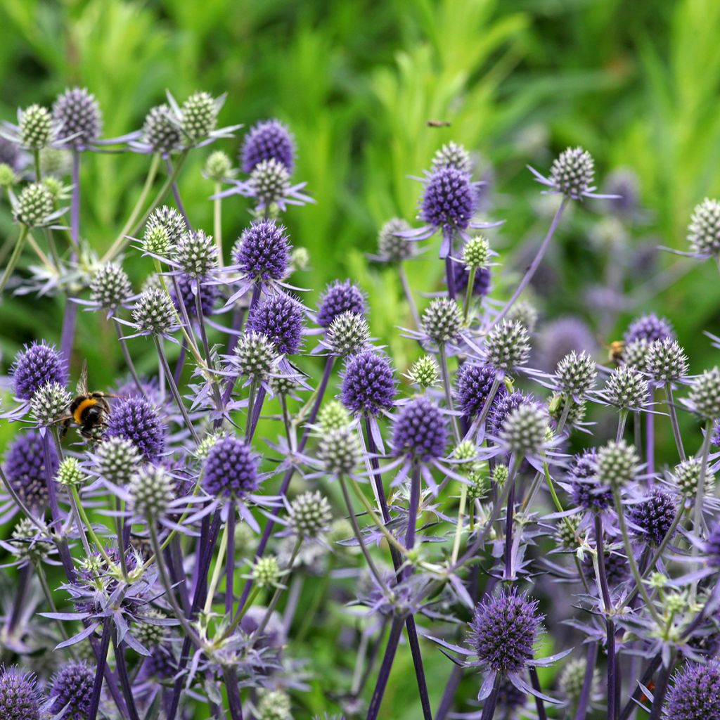 Eryngium bourgatii