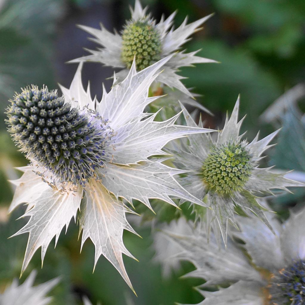 Eryngium giganteum