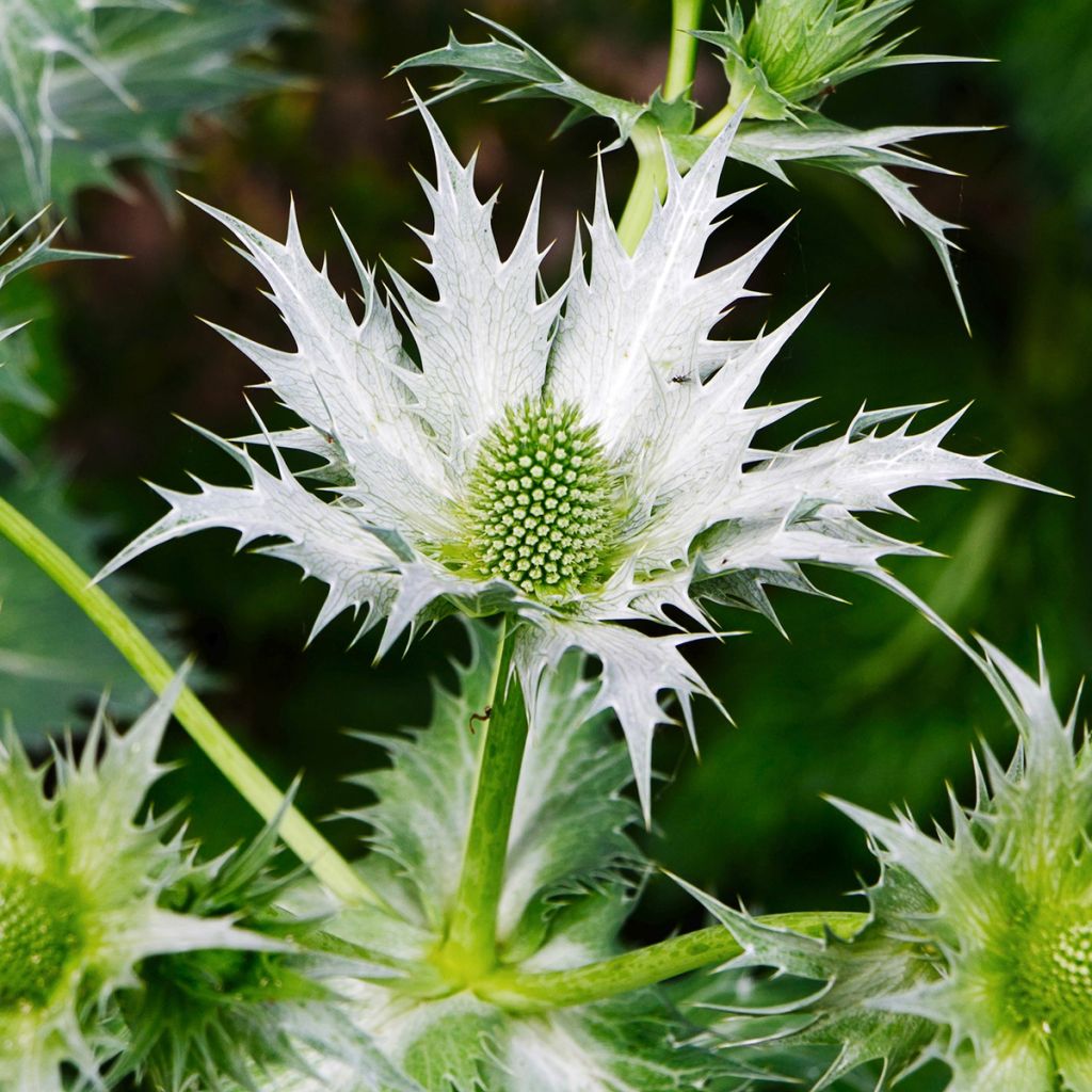 Eryngium giganteum