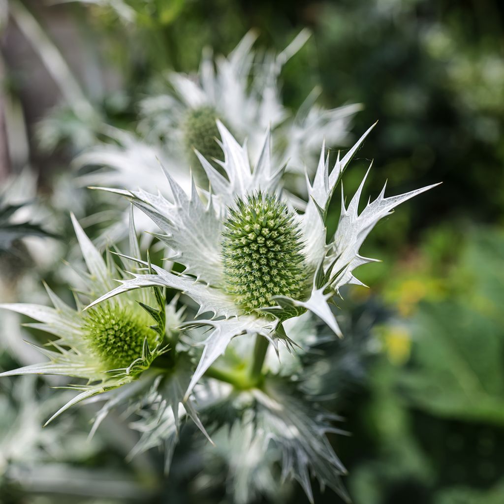 Eryngium giganteum