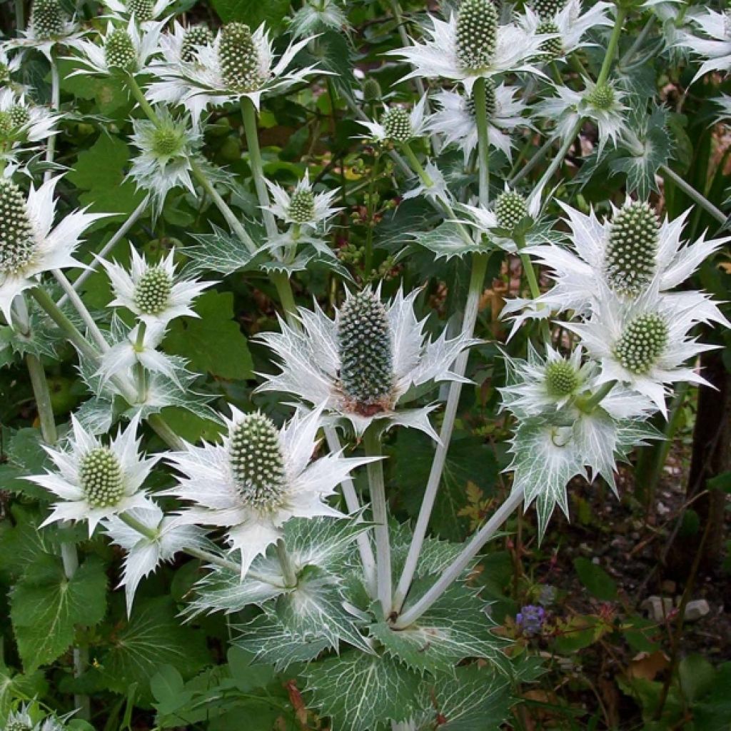 Eryngium giganteum - Panicaut géant