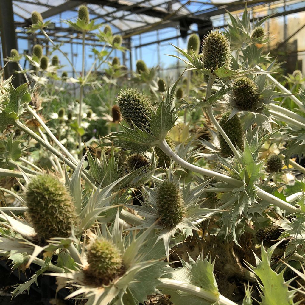 Eryngium giganteum - Panicaut géant