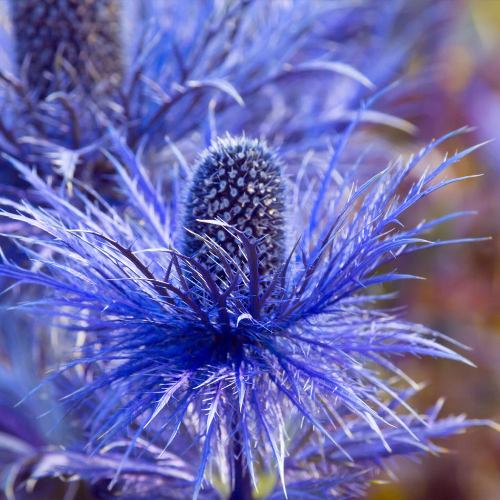 Eryngium oliverianum