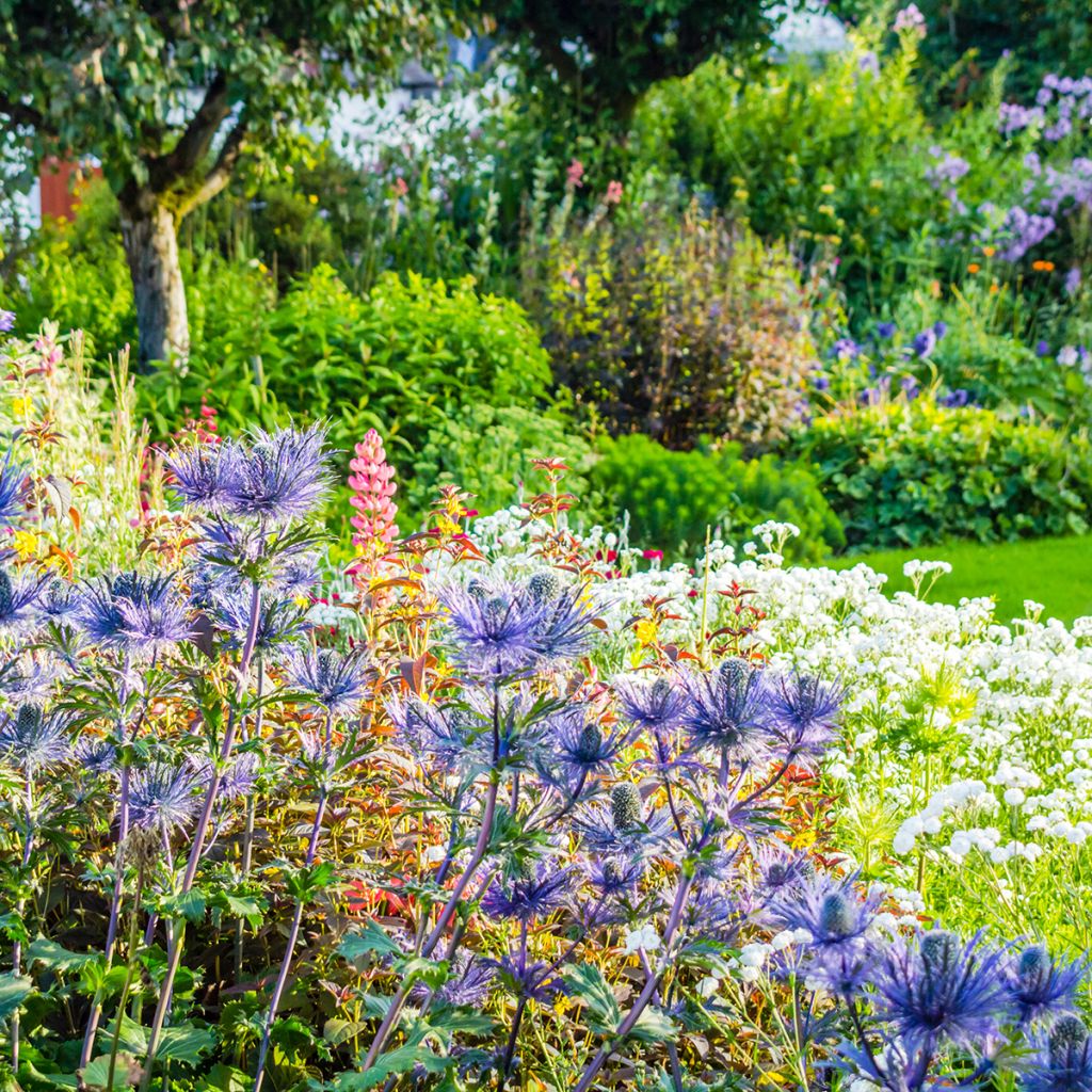 Eryngium oliverianum