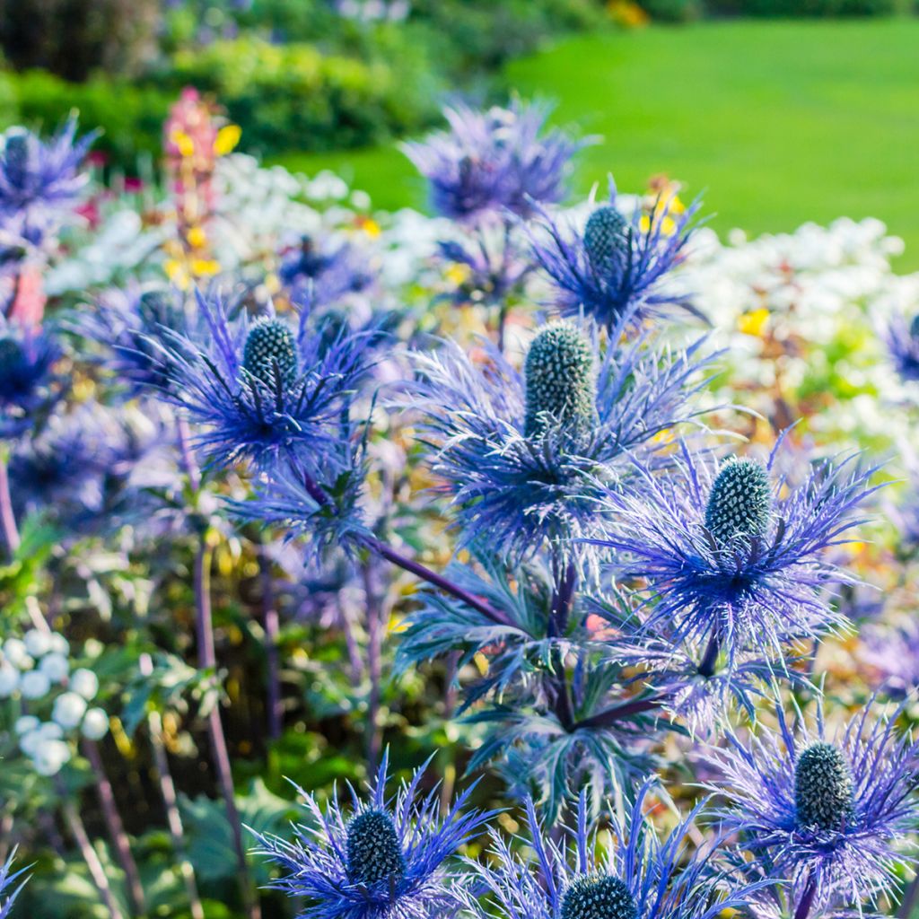 Eryngium oliverianum