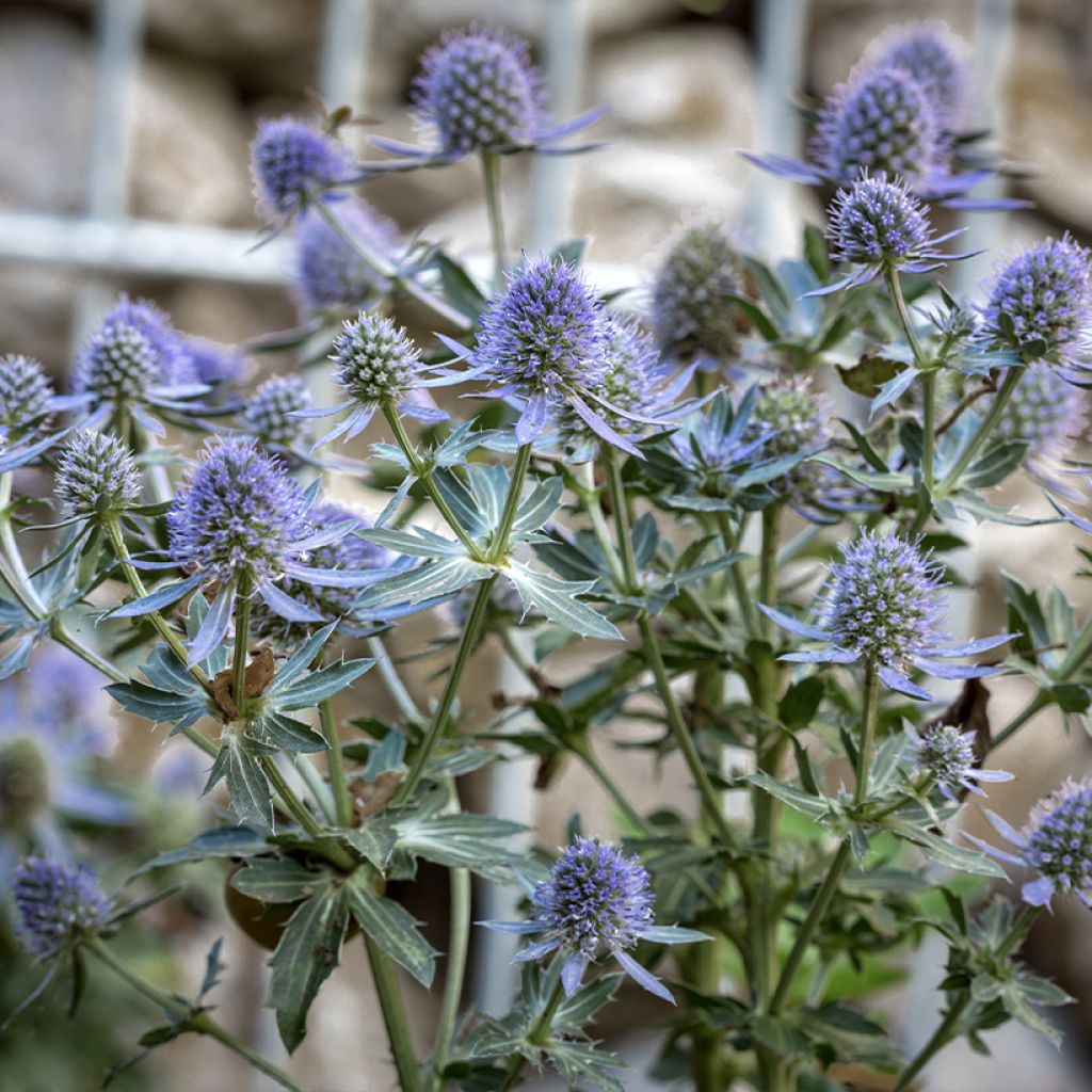 Eryngium planum Blauer Zwerg