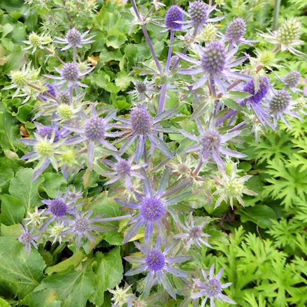 Eryngium planum Blue Hobbit