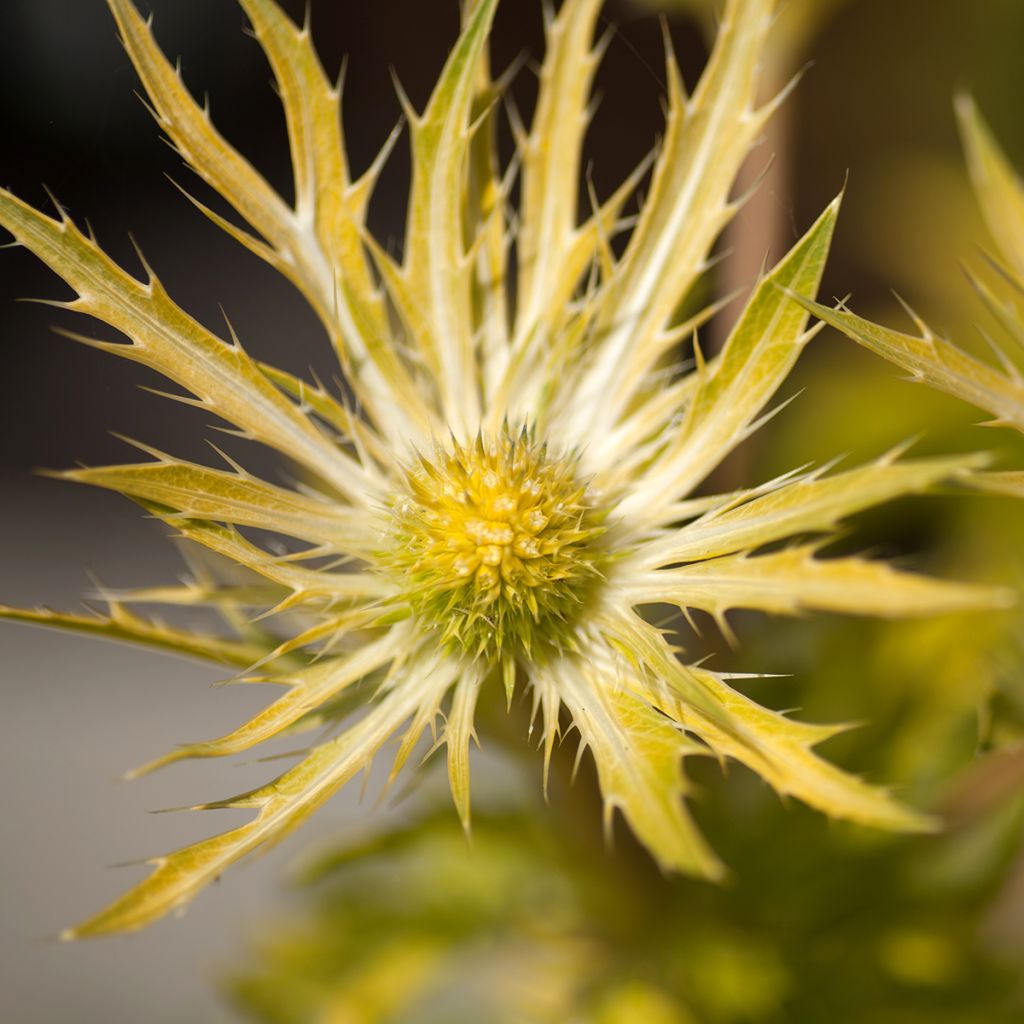 Eryngium planum Neptunes Gold