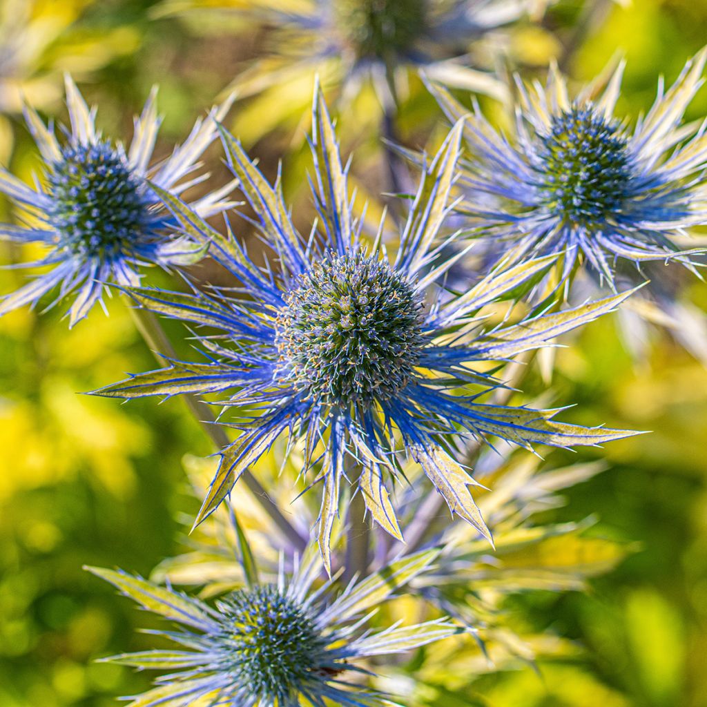 Eryngium planum Neptunes Gold