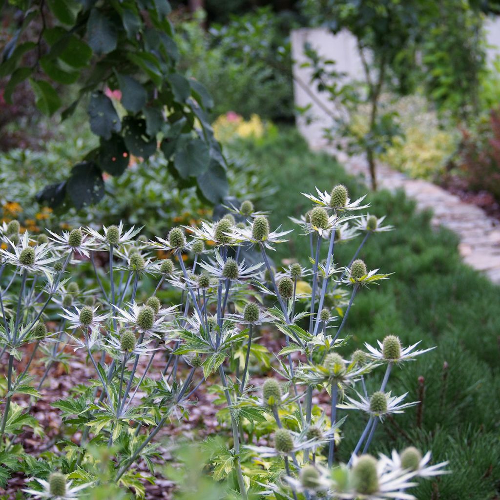 Eryngium planum Neptunes Gold