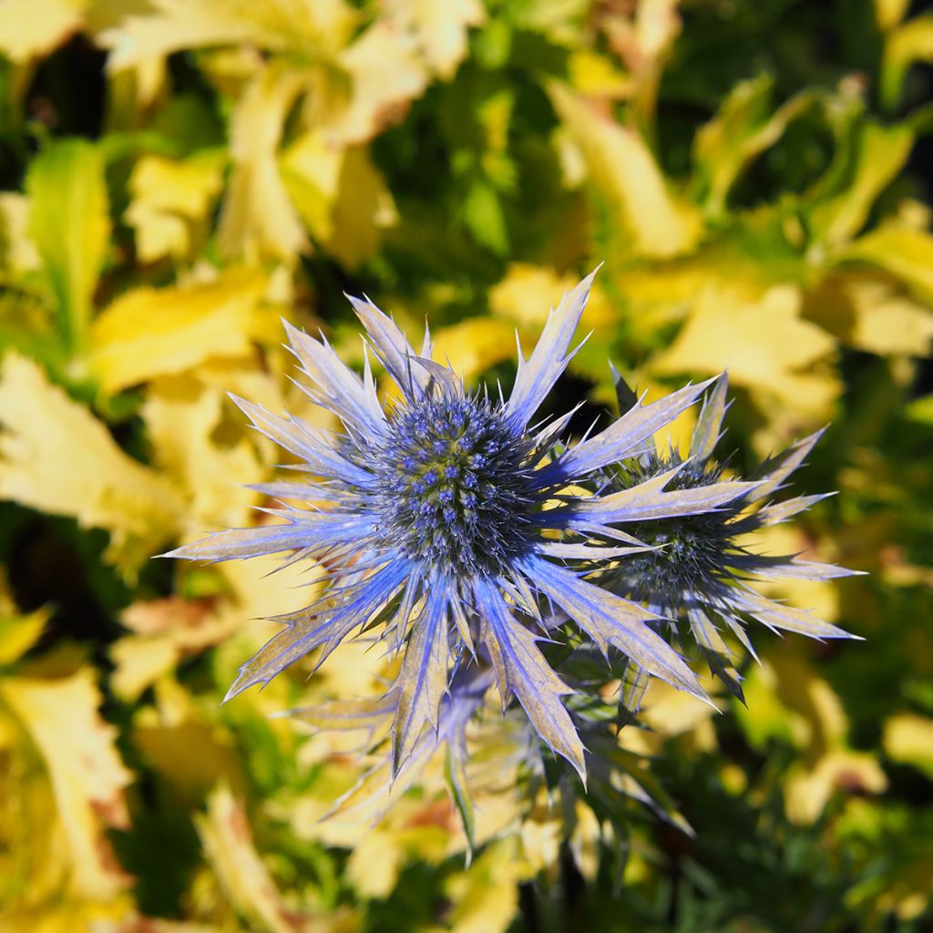 Eryngium planum Neptunes Gold