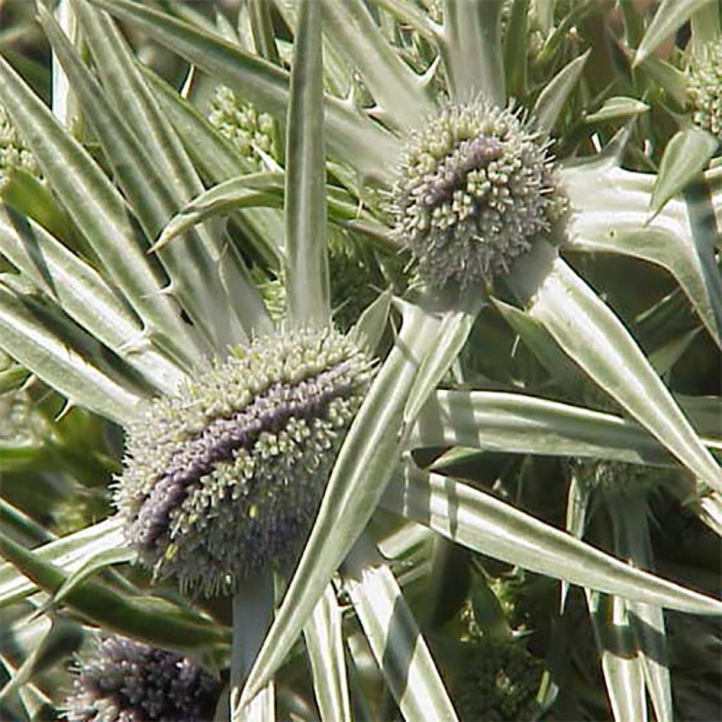 Eryngium variifolium - Panicaut panaché