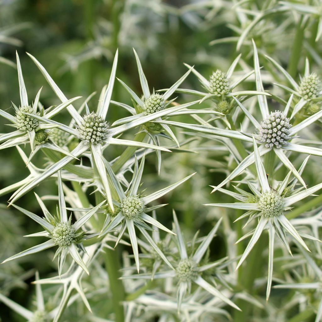 Eryngium variifolium