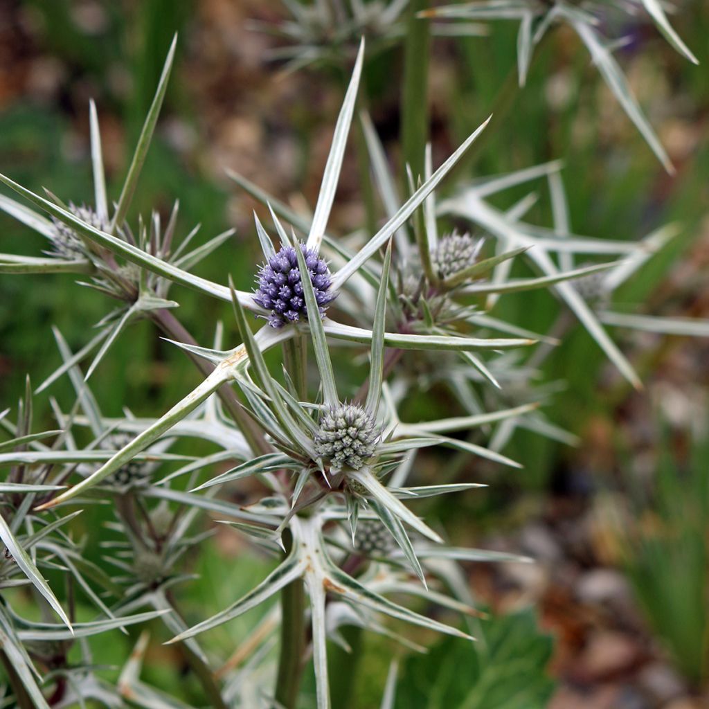 Eryngium variifolium