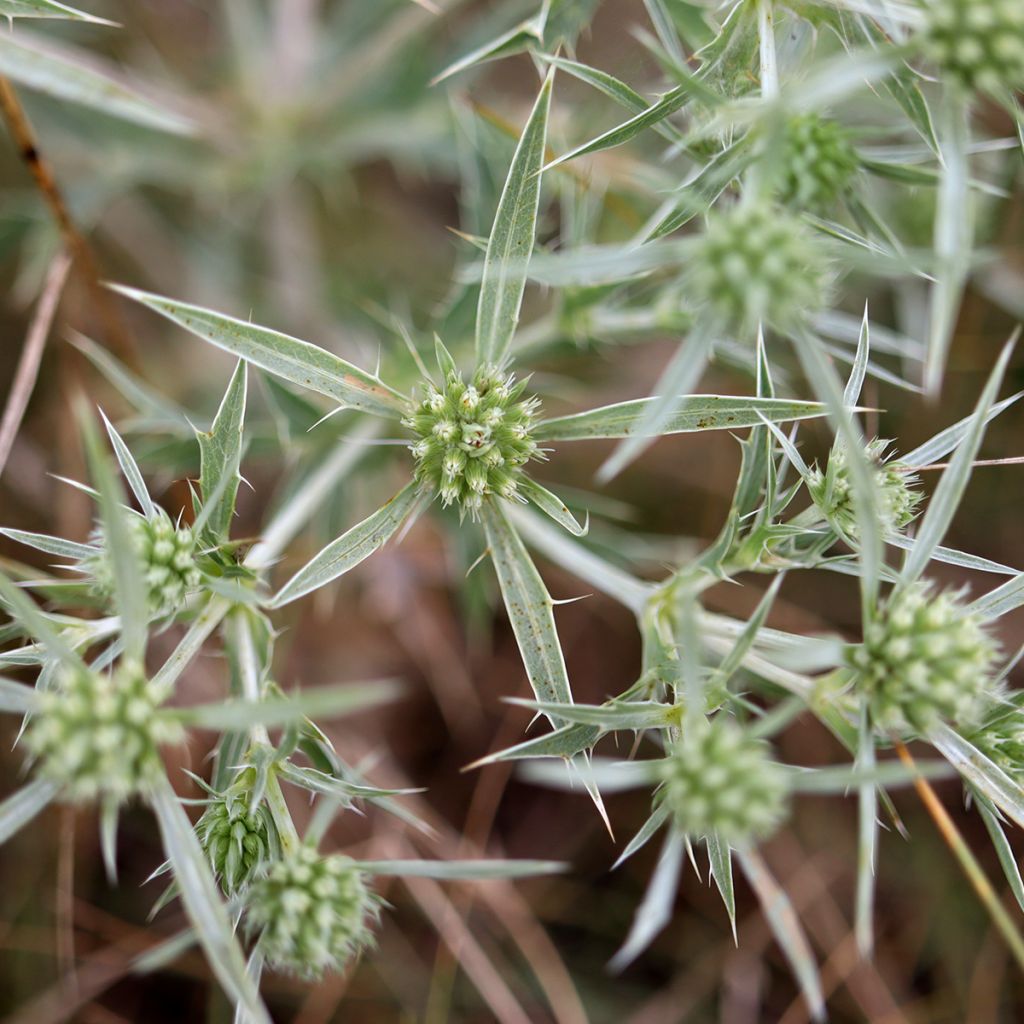 Eryngium variifolium