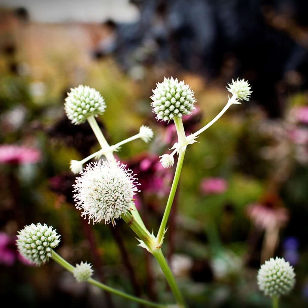 Eryngium yuccifolium, Panicaut